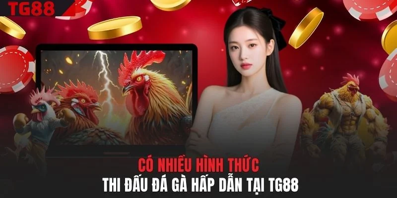 Có nhiều hình thức thi đấu đá gà hấp dẫn tại TG88