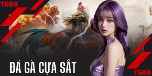Đá Gà Cựa Sắt | Xem Ngay 50+ Trận Kịch Tính Mãn Nhãn Nhất