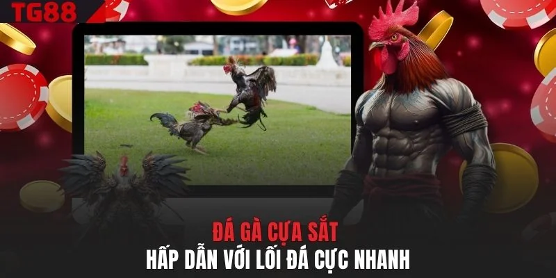 Đá gà cựa sắt hấp dẫn với lối đá cực nhanh
