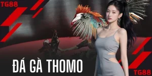 Đá Gà Thomo | Phân Tích Chiến Kê Vàng Săn Thưởng Mỗi Ngày