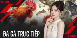 Đá Gà Trực Tiếp Bùng Nổ 500+ Trận Đấu Mỗi Ngày Tại TG88