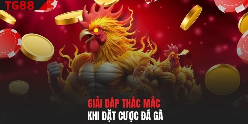 Giải đáp thắc mắc khi đặt cược đá gà