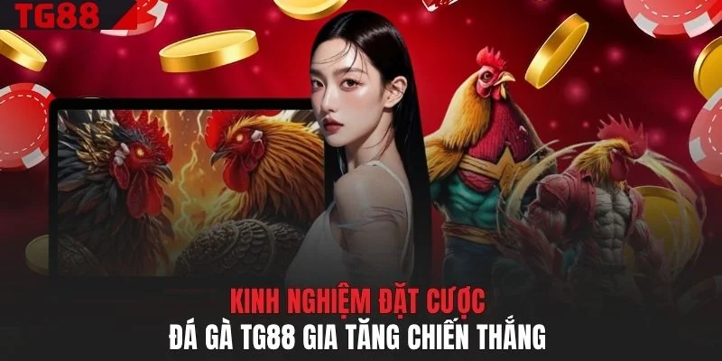 Kinh nghiệm đặt cược đá gà TG88 gia tăng chiến thắng