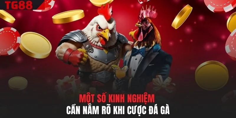 Một số kinh nghiệm cần nắm rõ khi cược đá gà