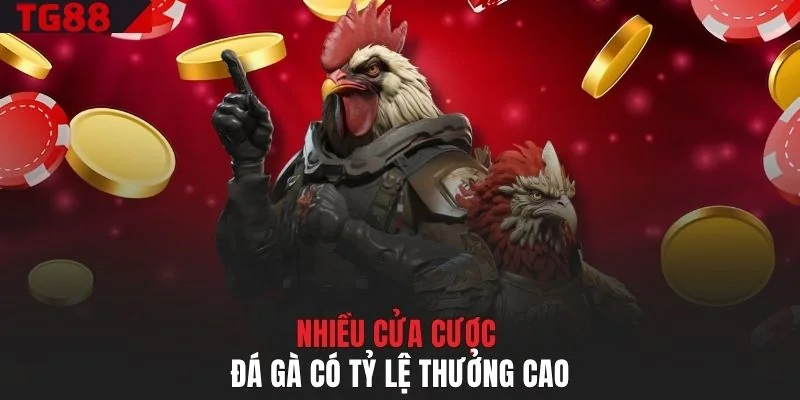 Nhiều cửa cược đá gà có tỷ lệ thưởng cao