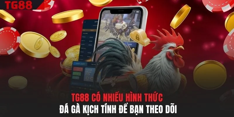 TG88 có nhiều hình thức đá gà kịch tính để bạn theo dõi